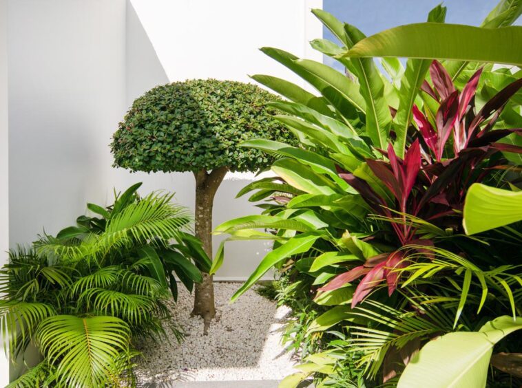 A small manicured tree with a rounded canopy surrounded by tropical plants and white gravel in a modern courtyard.