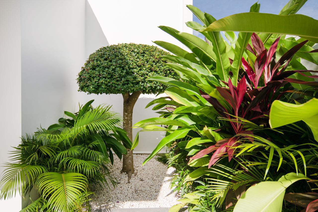 A small manicured tree with a rounded canopy surrounded by tropical plants and white gravel in a modern courtyard.