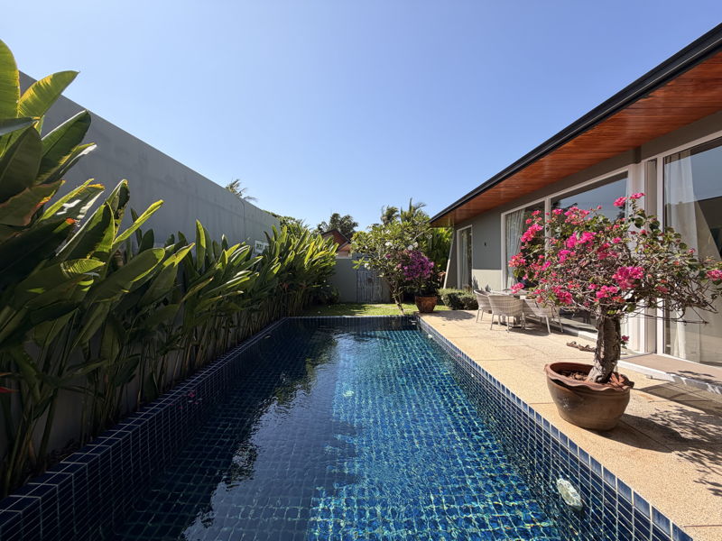 Rectangular blue-tiled pool beside a modern house, with potted pink flowering tree and patio seating along a sunny, plant-filled boundary.