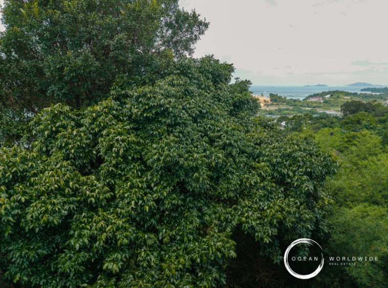 Lush green treetops fill the foreground, with a distant coastline and ocean on the horizon; Ocean Worldwide Real Estate logo bottom right.