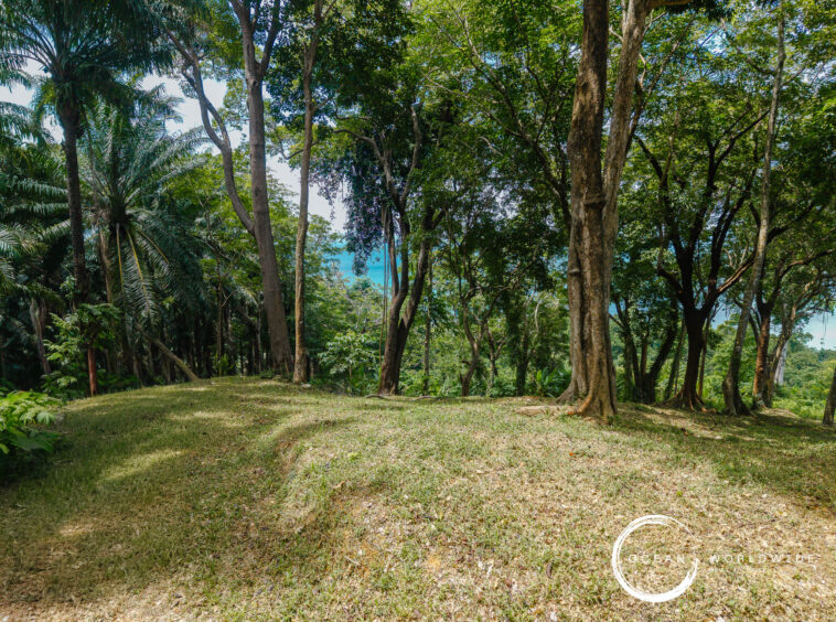 Dense tropical forest with tall trees and green canopy, a sunlit grassy clearing at ground level with glimpses of blue sky through the branches, and a watermark in the bottom-right corner reading Ocean Worldwide.