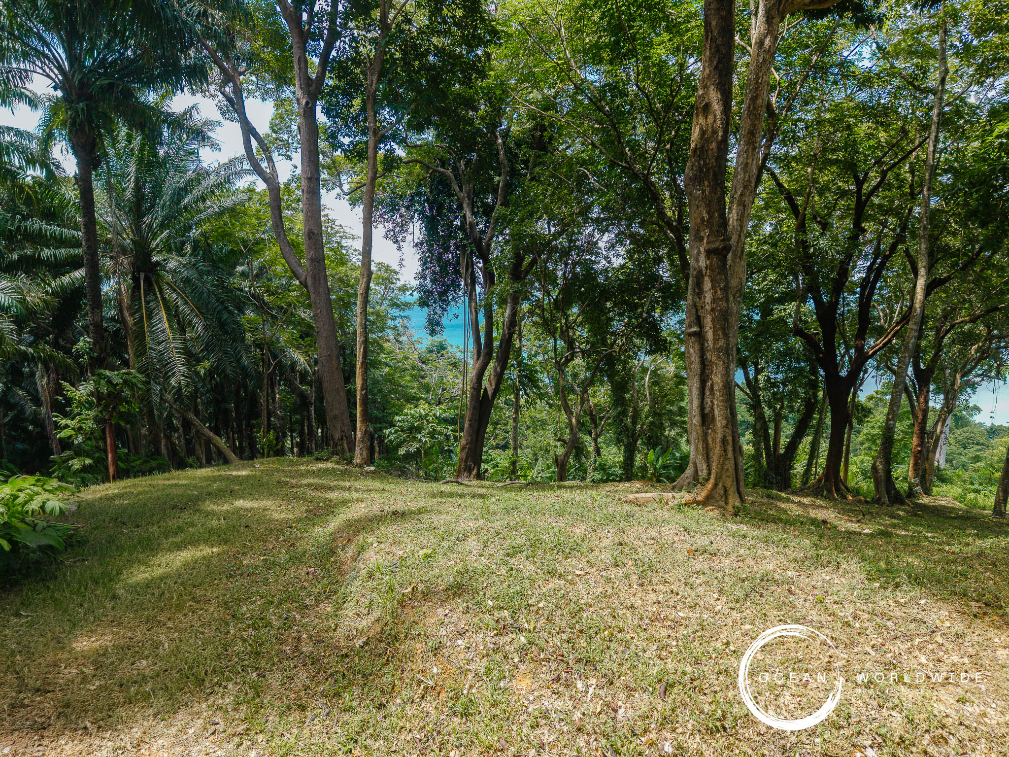 Dense tropical forest with tall trees and green canopy, a sunlit grassy clearing at ground level with glimpses of blue sky through the branches, and a watermark in the bottom-right corner reading Ocean Worldwide.