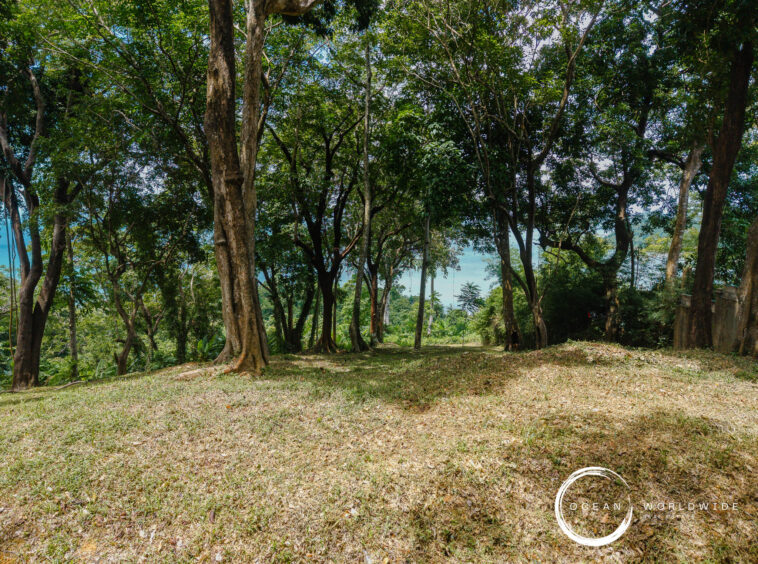 Dense grove of trees with a sunlit canopy and a glimpse of blue sea beyond the trunks at the edge of a clearing.