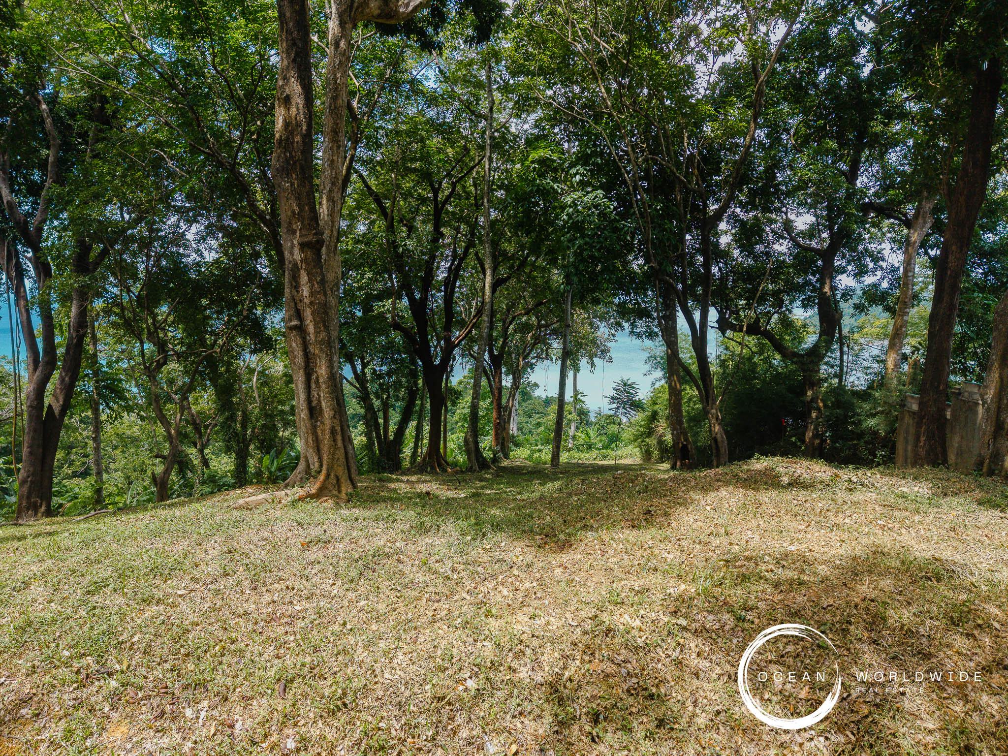 Dense grove of trees with a sunlit canopy and a glimpse of blue sea beyond the trunks at the edge of a clearing.