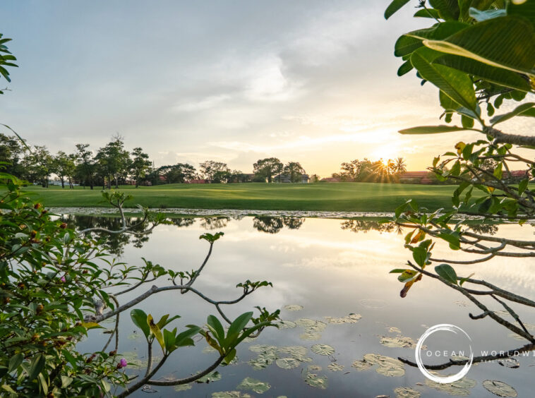Sunset over a calm lake framed by branches and green foliage, lily pads floating on the water.